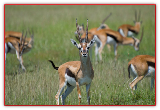 african gazelle